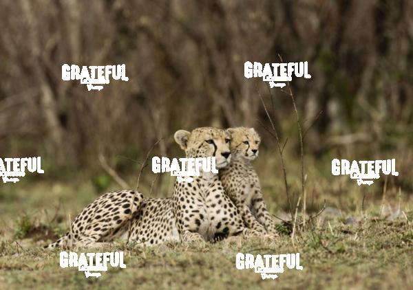 cheetah and cub