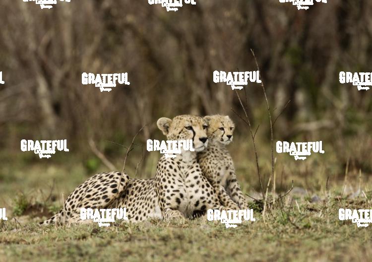 cheetah and cub