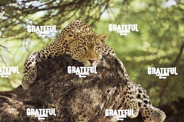 the leopard