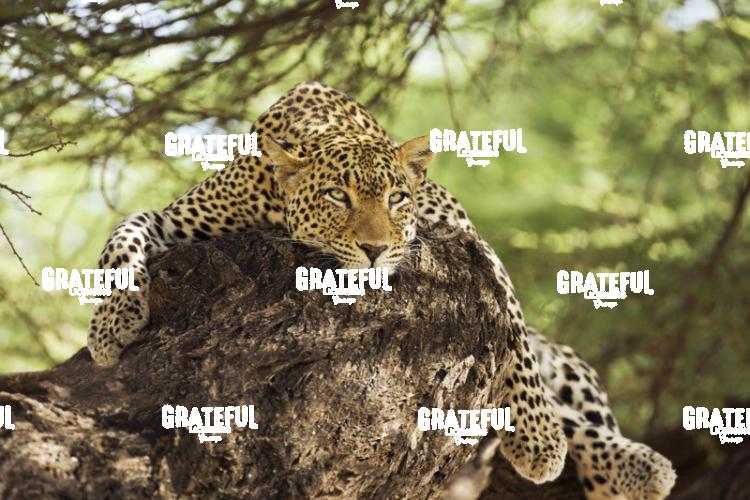 the leopard