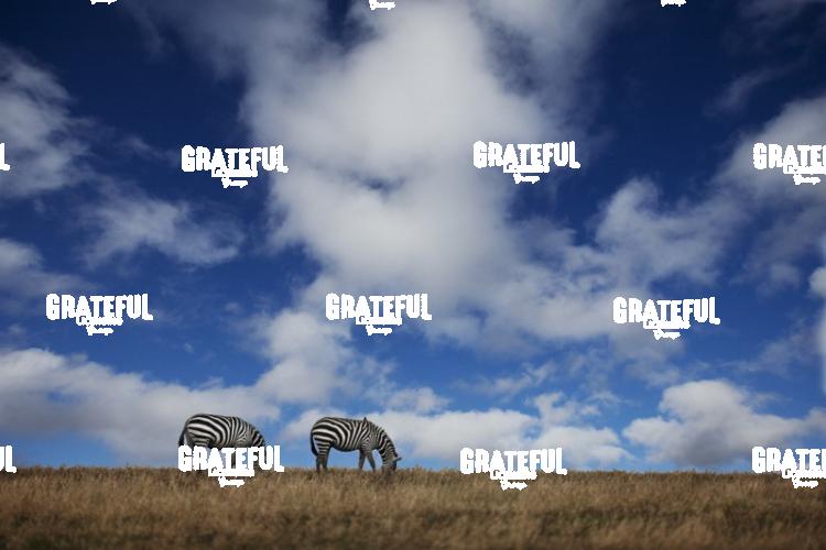 zebras on the plain