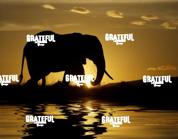 elephant silhouette