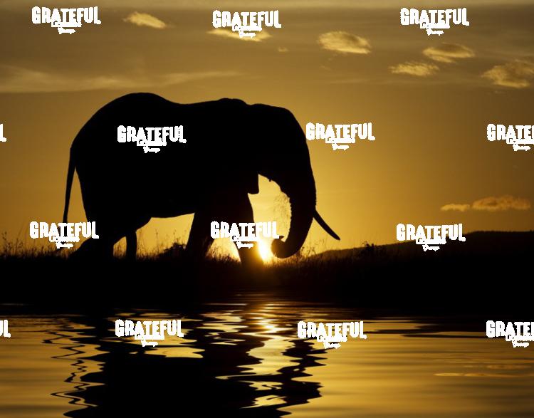 elephant silhouette