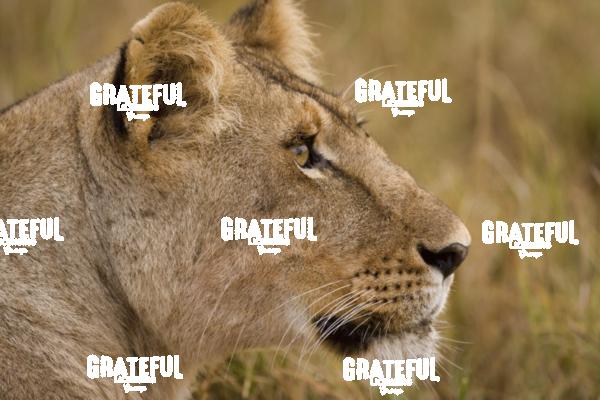 lioness