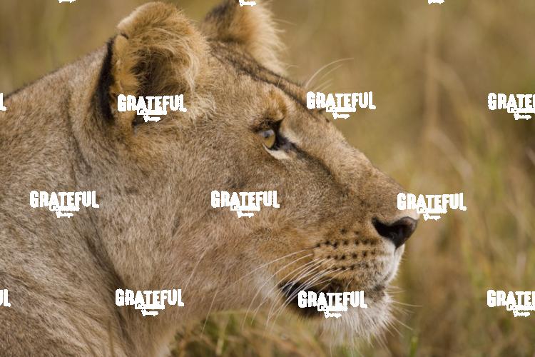 lioness