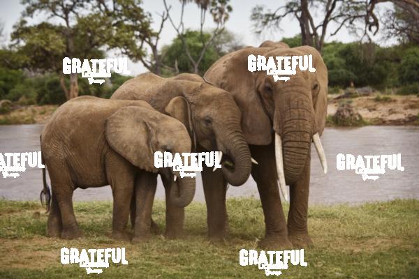 elephant family kenya
