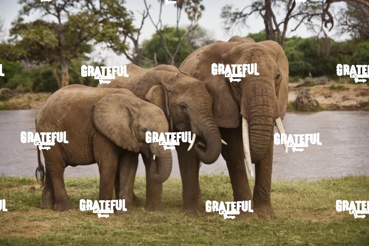 elephant family kenya