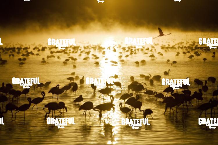 flamingos in Kenya