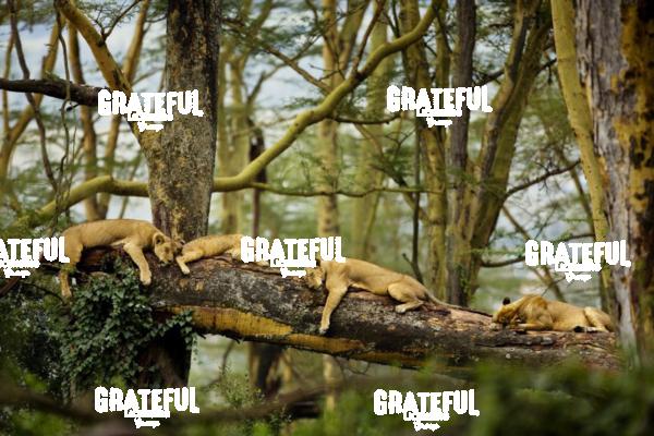 Sleeping Lions in Kenya