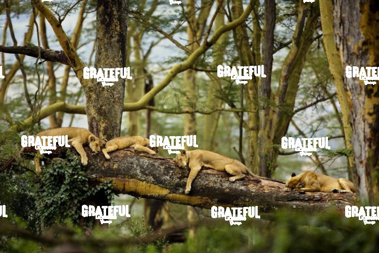 Sleeping Lions in Kenya