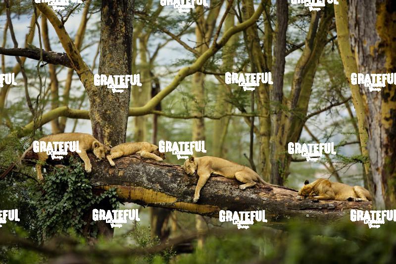 Sleeping Lions in Kenya