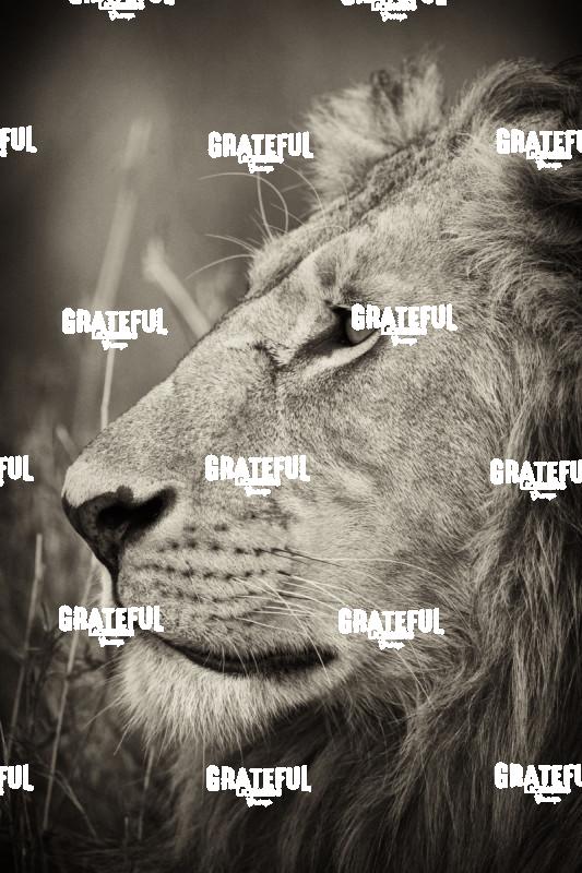 king of beasts
