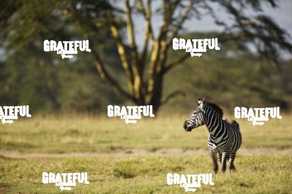 The Zebra