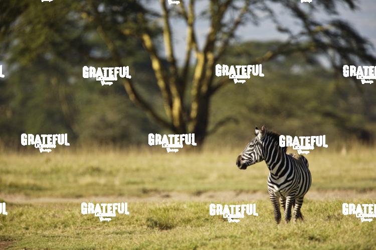 The Zebra
