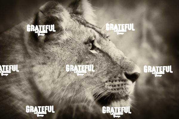 the lioness 2
