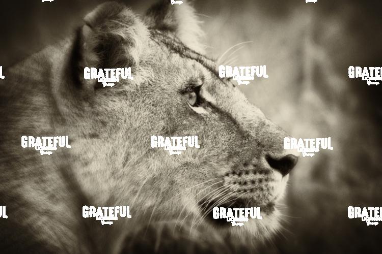 the lioness 2
