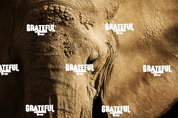 the elephant