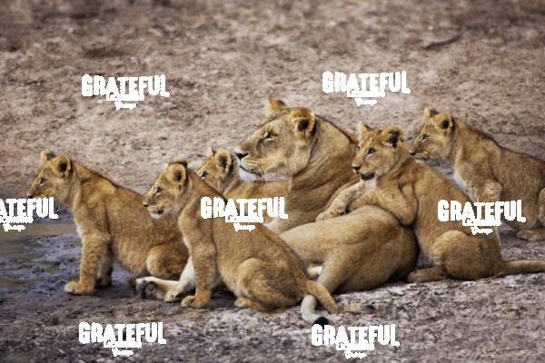 lioness and her cubs