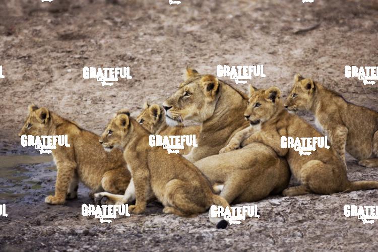 lioness and her cubs