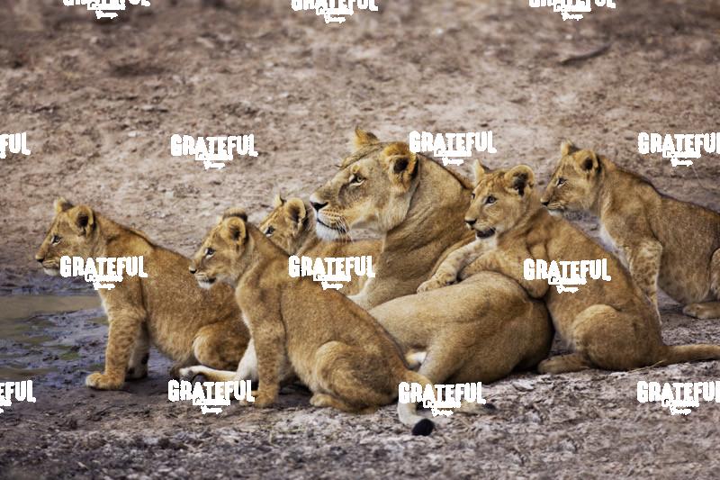 lioness and her cubs