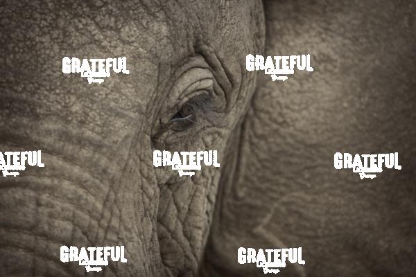 African elephant