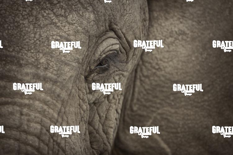 African elephant