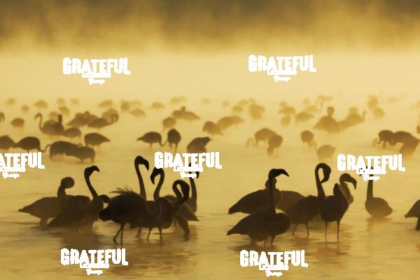 Flamingos in Africa