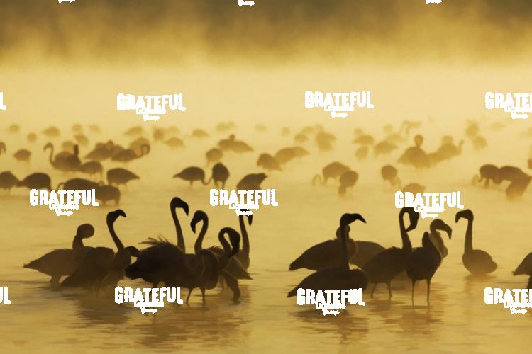 Flamingos in Africa