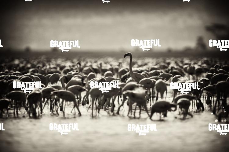 flamingos in Kenya 2