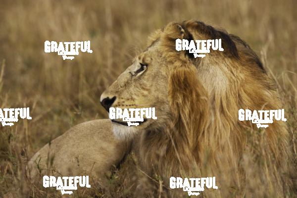 majestic lion Kenya 3