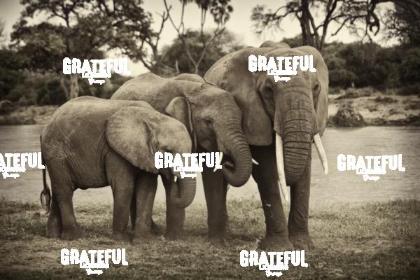elephant family Kenya 2