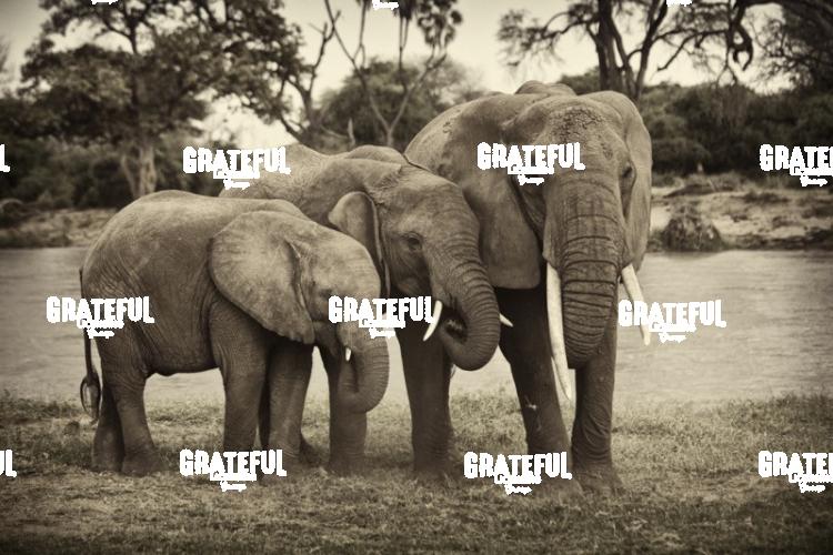 elephant family Kenya 2