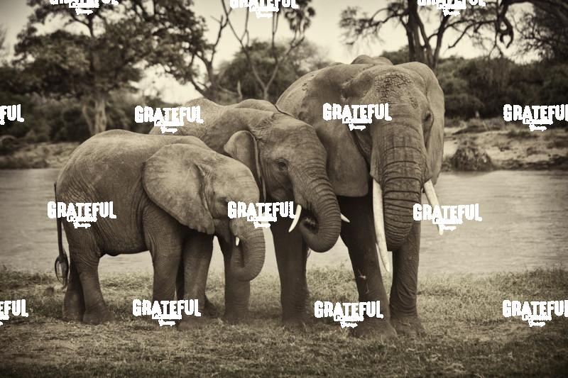 elephant family Kenya 2