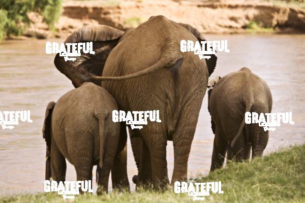 elephant family kenya 3