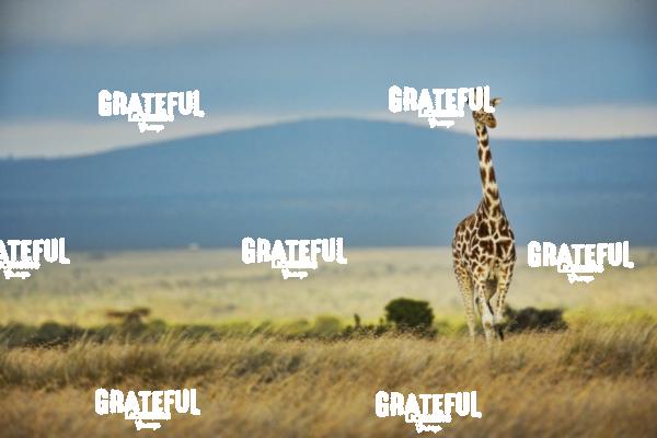 lone giraffe