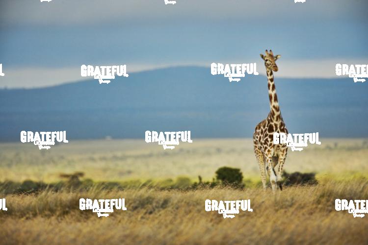 lone giraffe