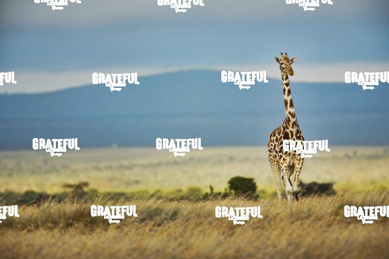 lone giraffe