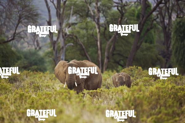 elephants in the bush