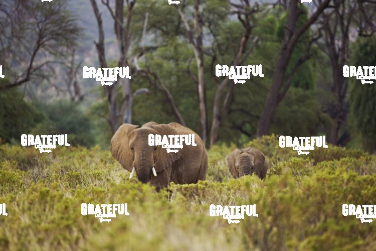 elephants in the bush