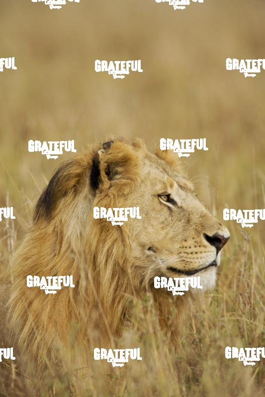 majestic lion Kenya
