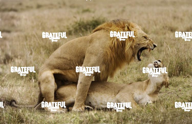 king of beasts Kenya