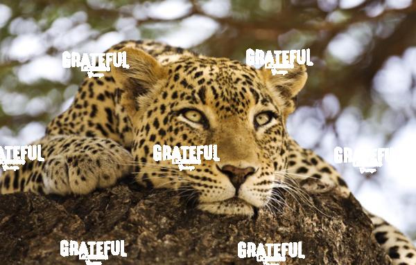 leopard in Kenya