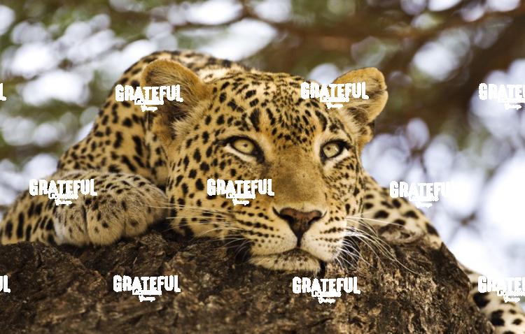 leopard in Kenya