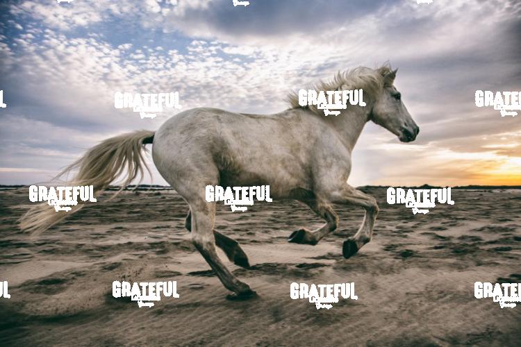 Camargue Horses 11