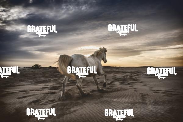 Camargue Horses 10