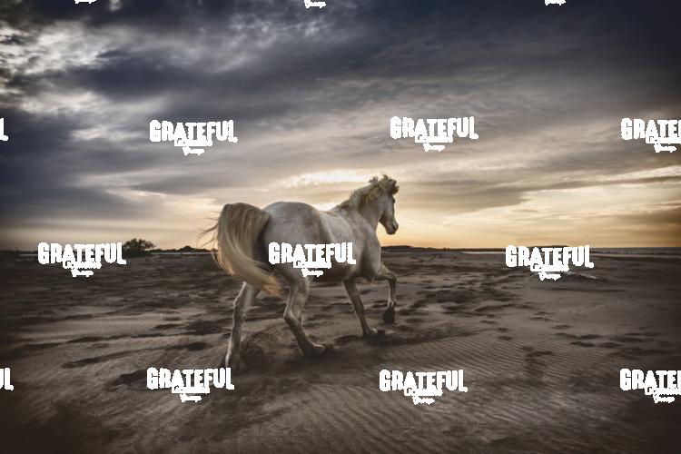 Camargue Horses 10