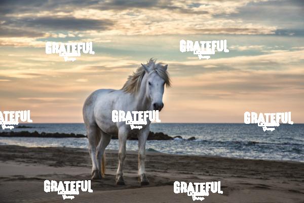Camargue Horses 12
