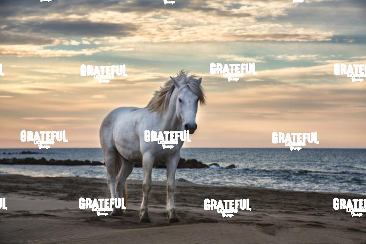 Camargue Horses 12