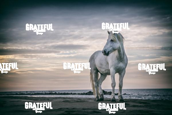 Camargue horses 13
