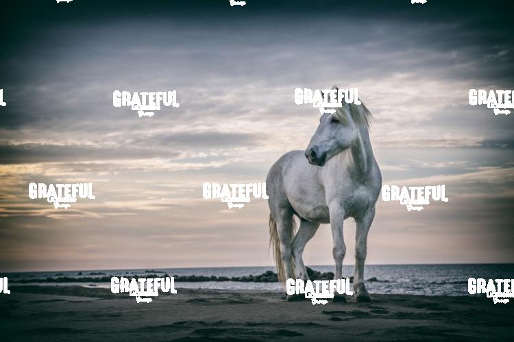 Camargue horses 13